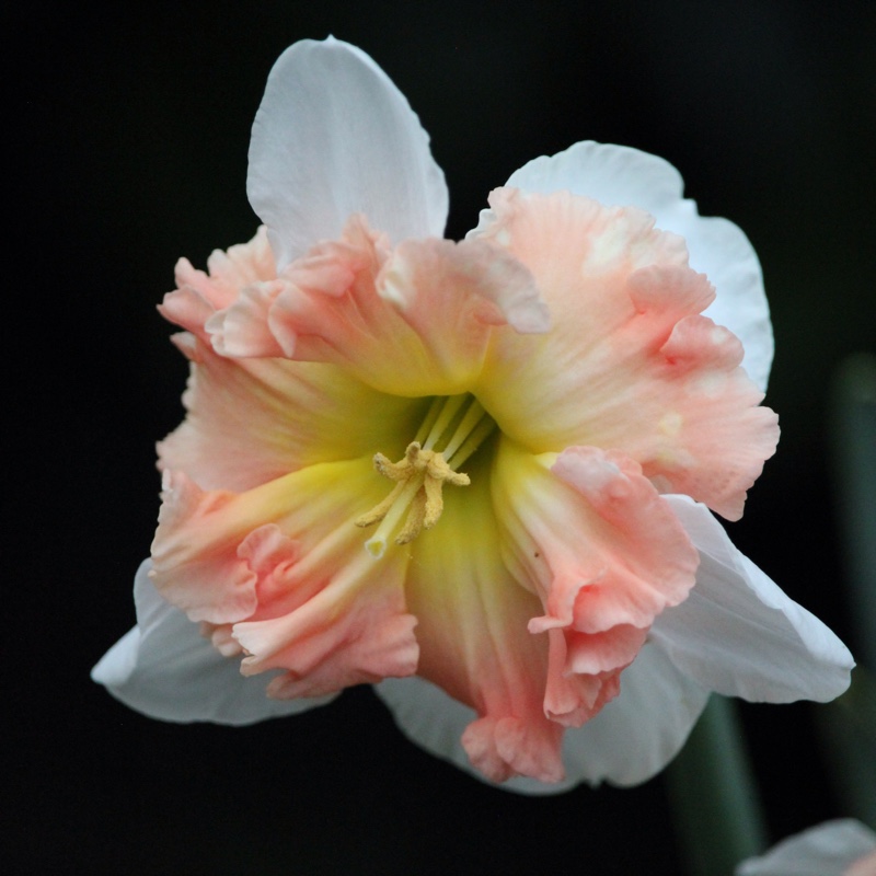 Plant image Narcissus 'Mallee'