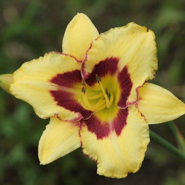 Hemerocallis 'El Desperado'