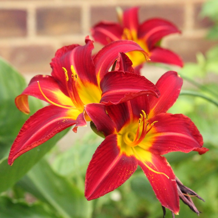 Plant image Hemerocallis 'Stafford'