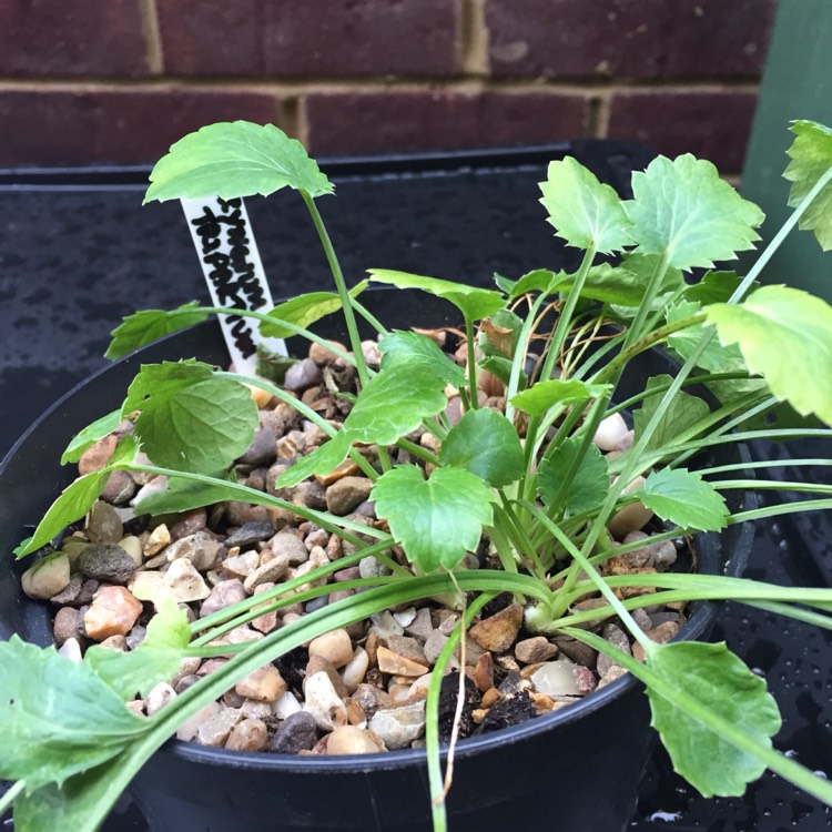 plant image 497107