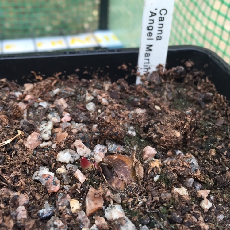 plant image 497370