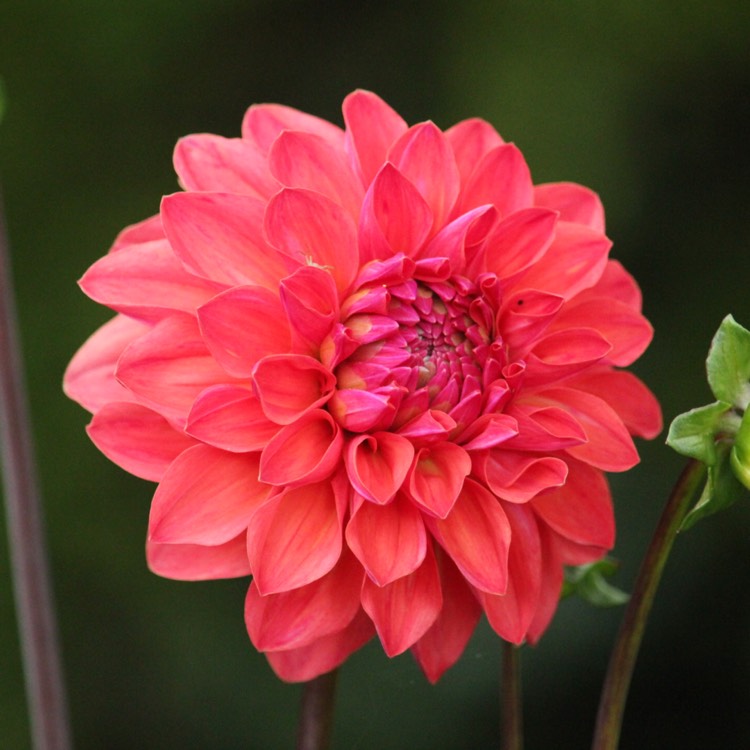 plant image 515098