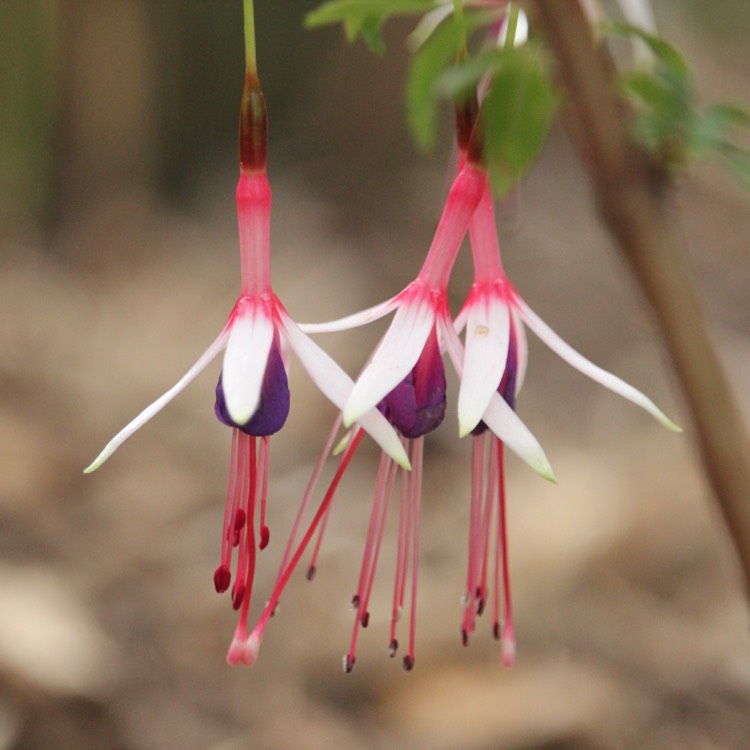 plant image 515926 plant image 515926
