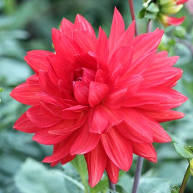 Dahlia 'Taratahi Ruby'