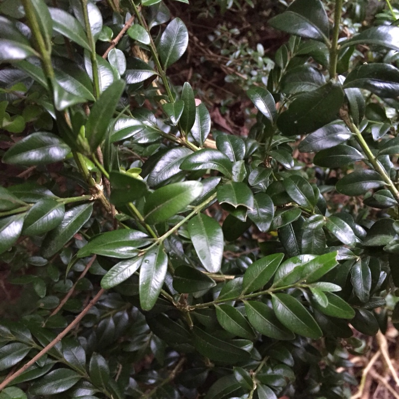 Plant image Buxus sempervirens