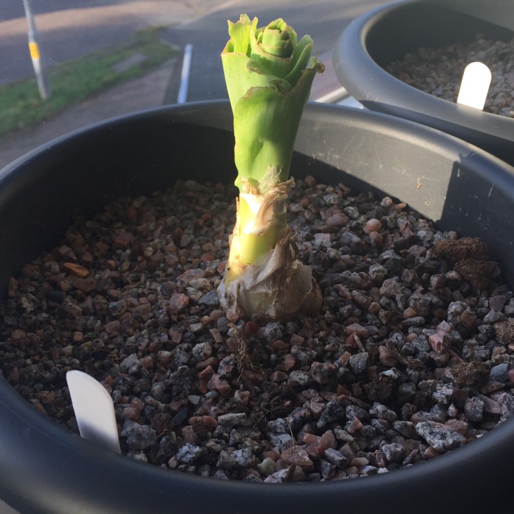 plant image 547125