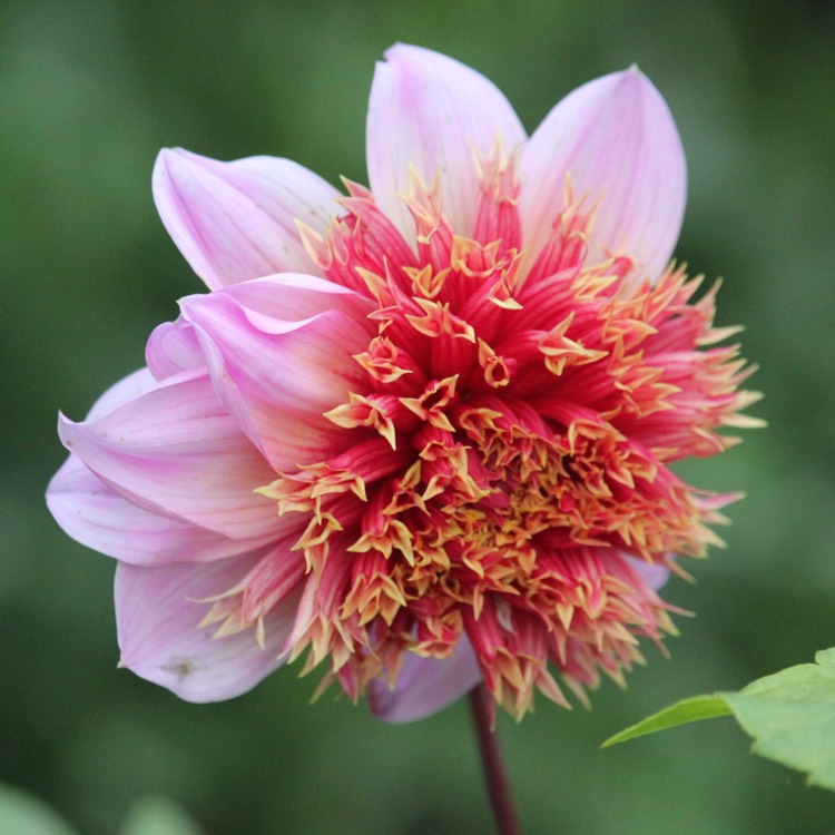 plant image 551388