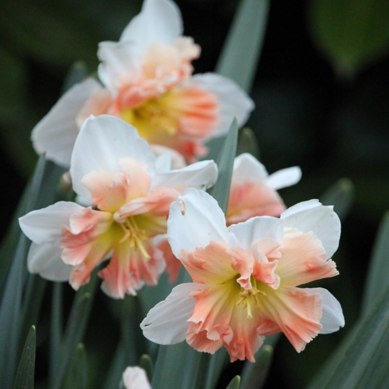 plant image 55782 plant image 55782