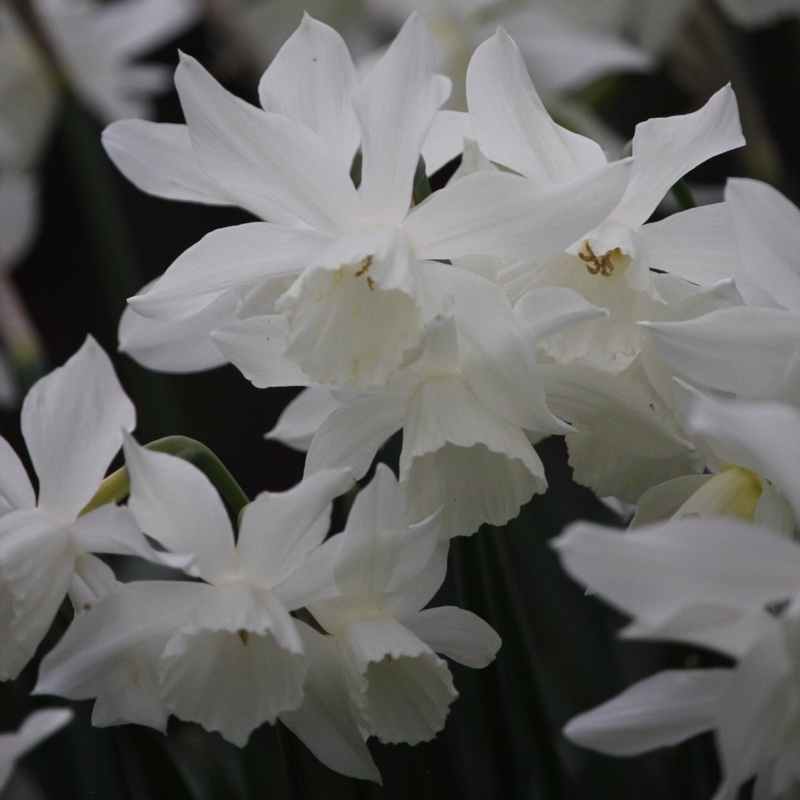Narcissus 'Thalia' syn. Narcissus triandrus 'Thalia'