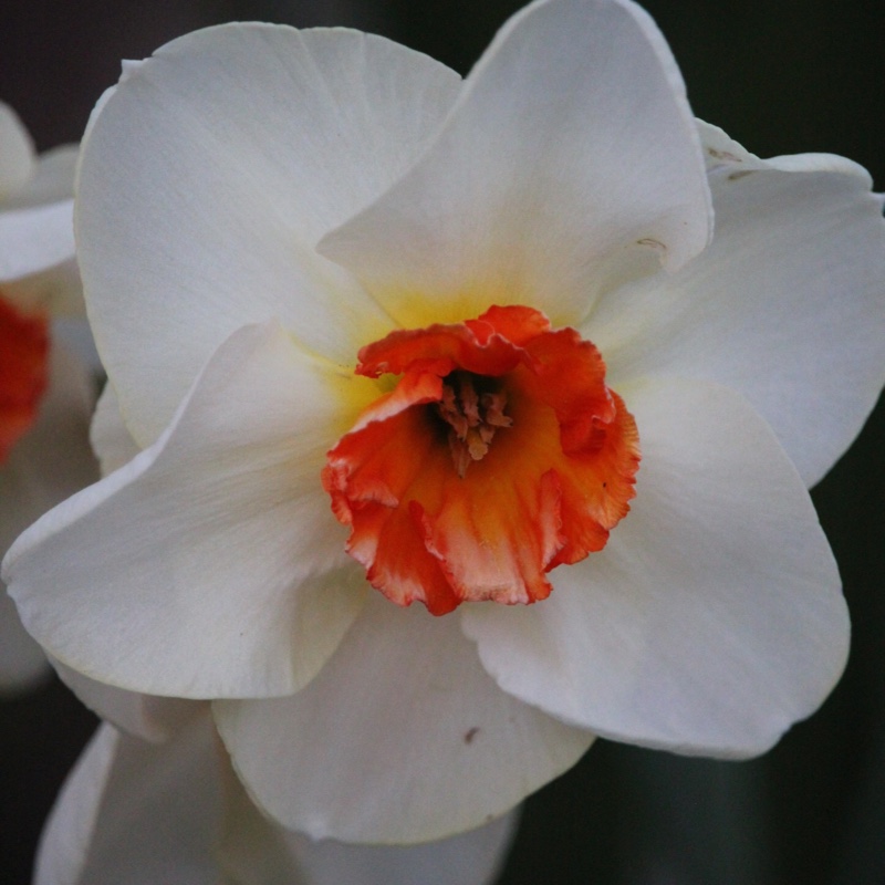 Narcissus 'June Allyson'