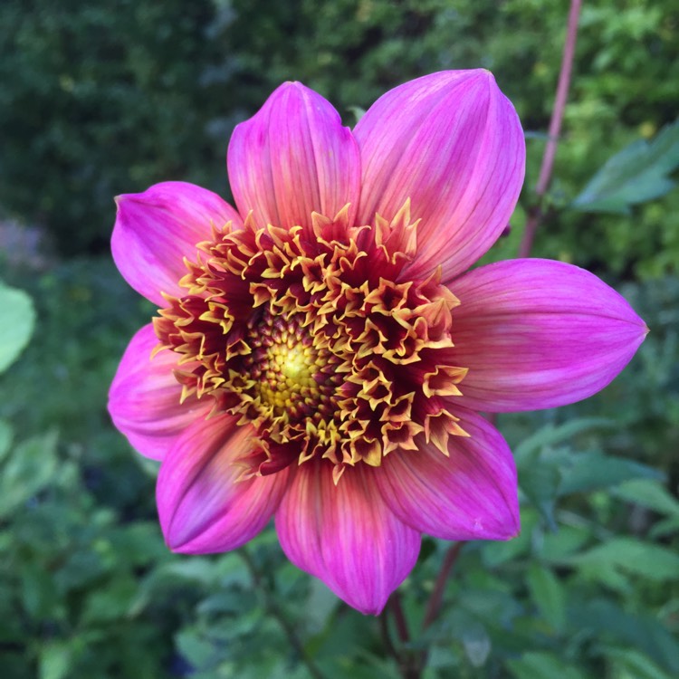 plant image 559284