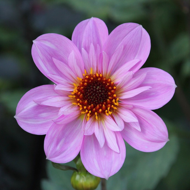 plant image 559354