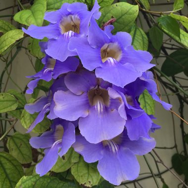 Thunbergia grandiflora