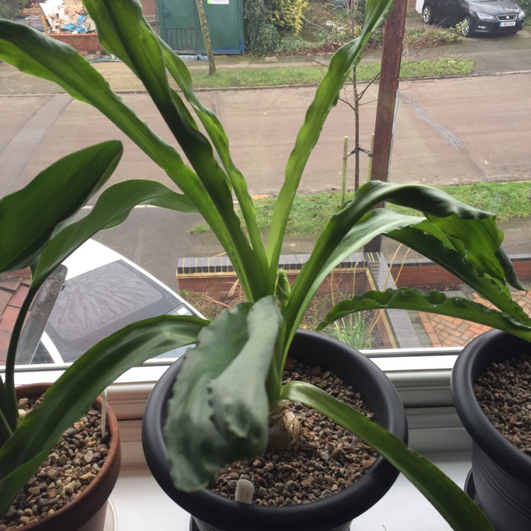 plant image 598453