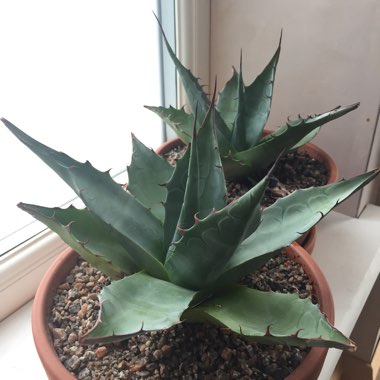 Agave zebra