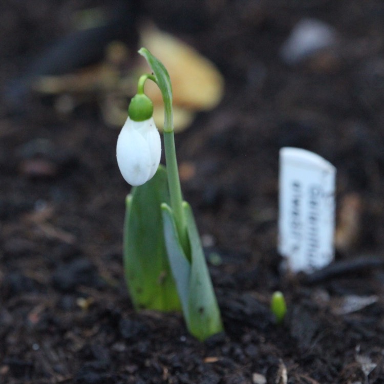 plant image 599242