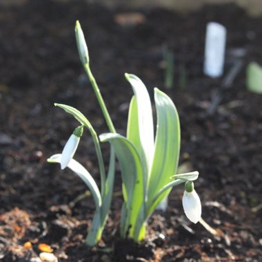 Galanthus 'Louise Ann Bromley'