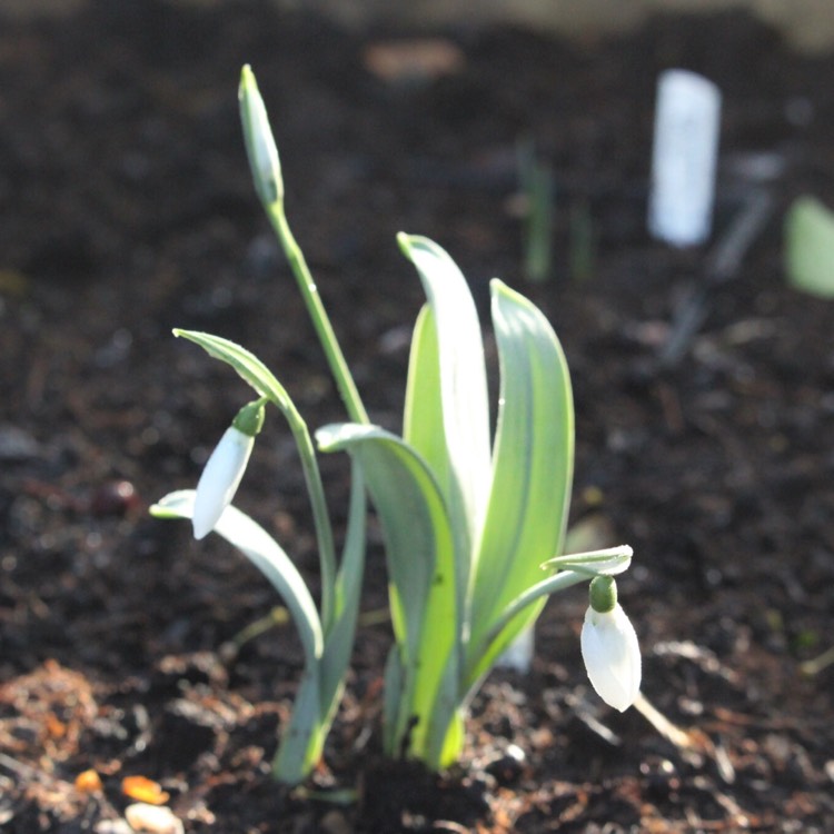 plant image 599249