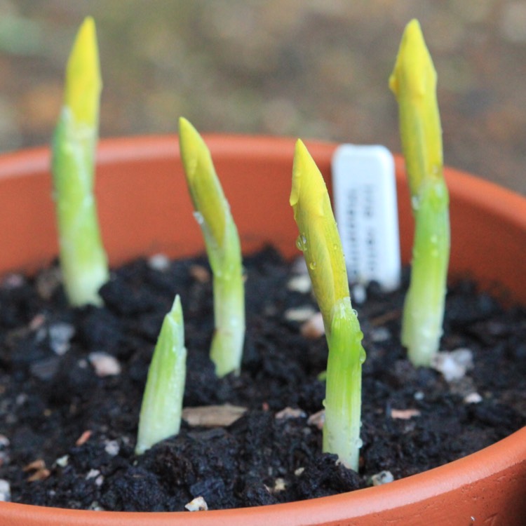 plant image 606090