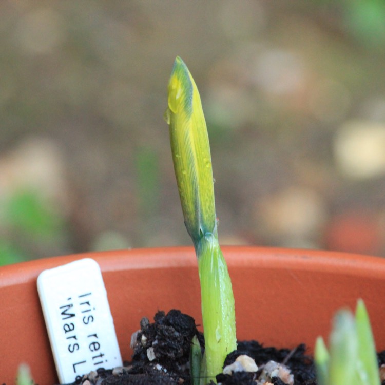 plant image 606096 plant image 606096
