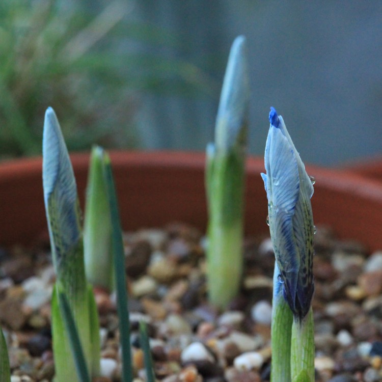 plant image 606098 plant image 606098