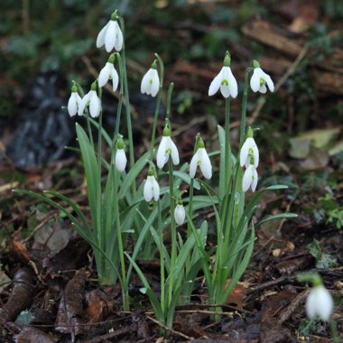 Galanthus nivalis