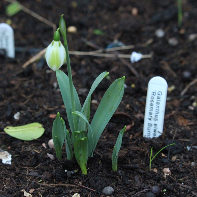 plant image 613802 plant image 613802