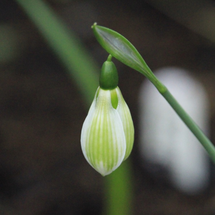 plant image 613803 plant image 613803