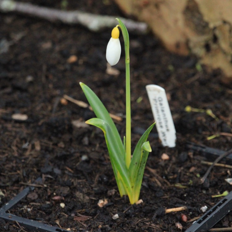 plant image 613805