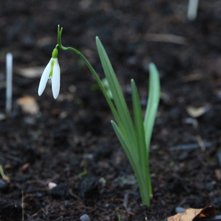 plant image 613808 plant image 613808