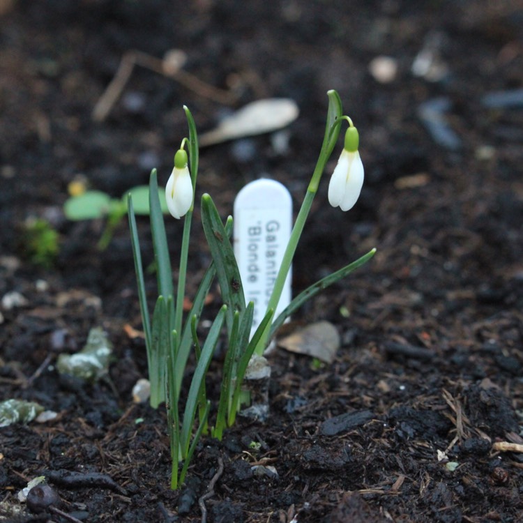 plant image 613809