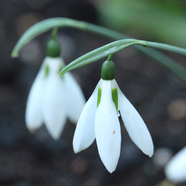 plant image 613810