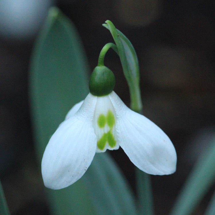 Plant image Galanthus elwesii 'Grumpy'