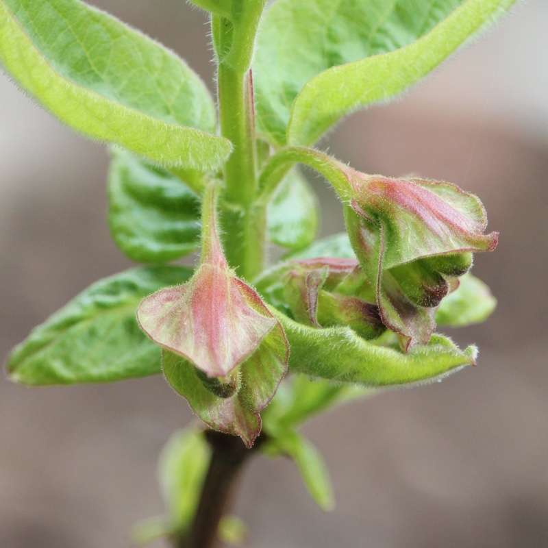 plant image 61429 plant image 61429