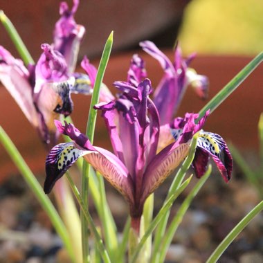 Iris 'Spot On' syn. Iris reticulata 'Spot On'