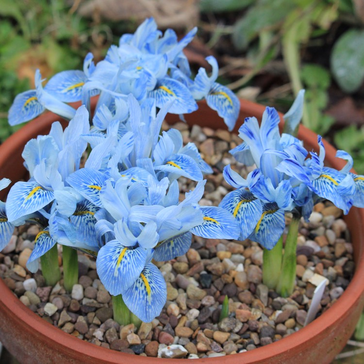 plant image 618428 plant image 618428