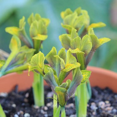 Iris 'Chameleon' syn. Iris reticulata 'Chameleon'
