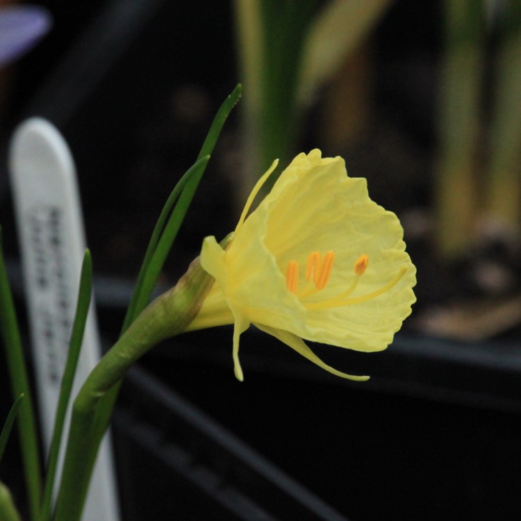 plant image 618438 plant image 618438