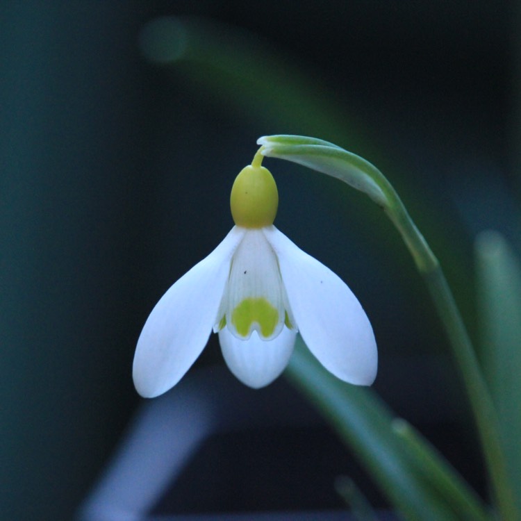 plant image 618446