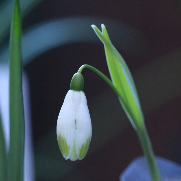 plant image 618449