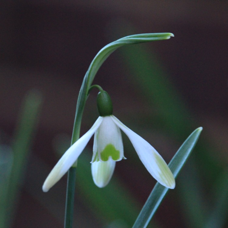 plant image 618455