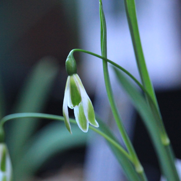 plant image 618460