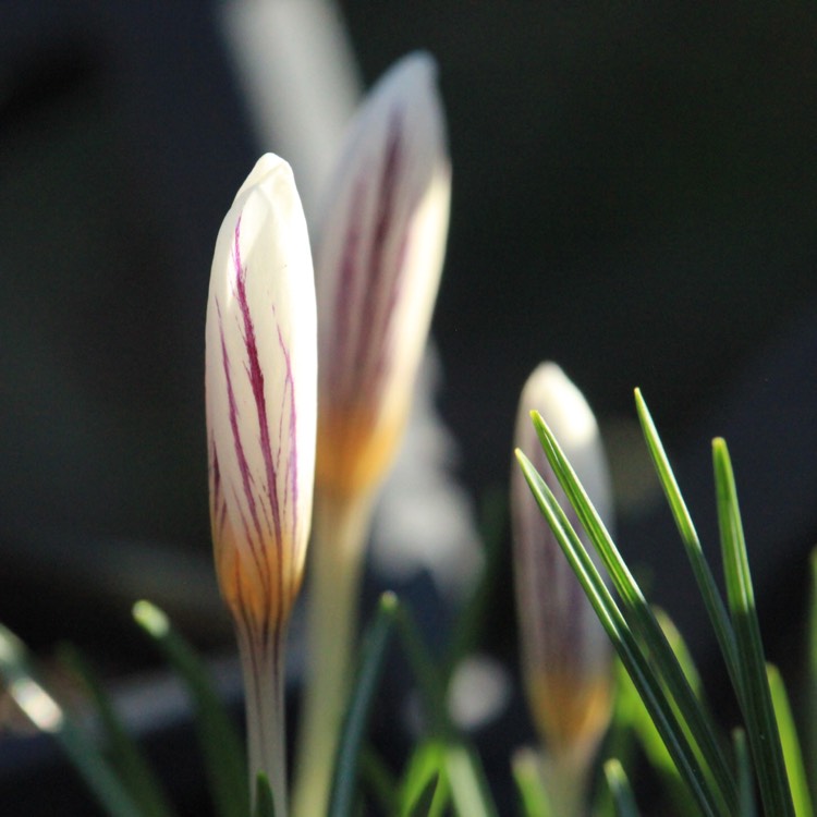 plant image 631033
