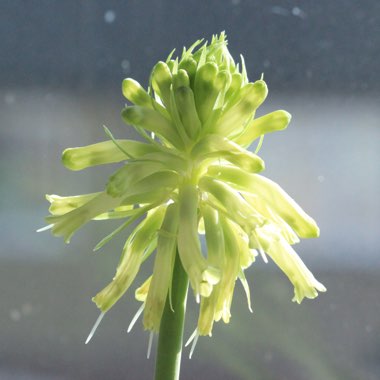 Veltheimia bracteata 'Lemon Flame'