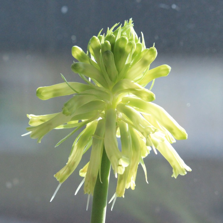 plant image 633235