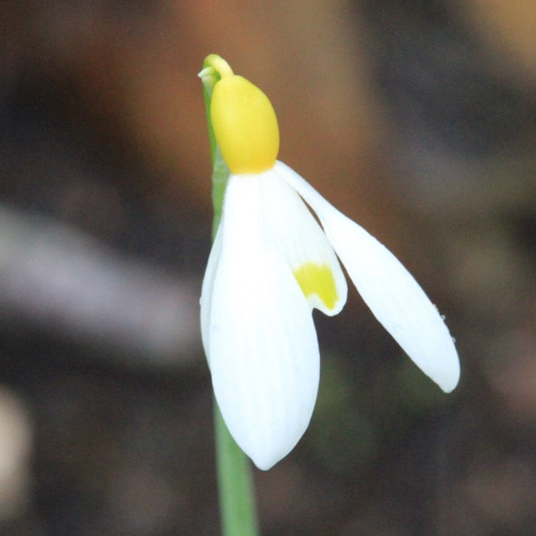 plant image 635700