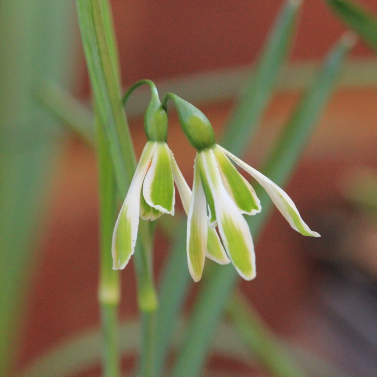 plant image 635718