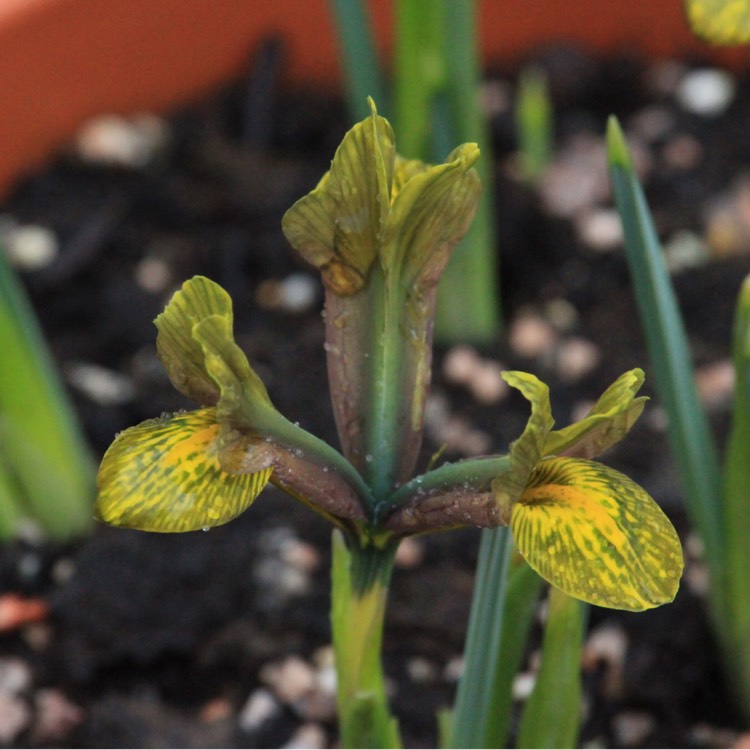 plant image 637343 plant image 637343
