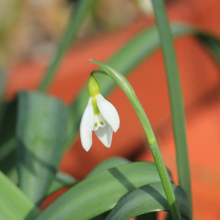 plant image 637352