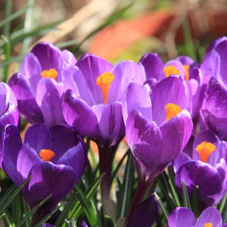 Крокус на какой машине. Крокус Флауэр рекорд. Крокус Flower record. Крокус весенний Crocus vernus. Крокус вернус Флауэрс рекорд.